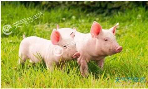新年前六天，上海2100多个“金猪宝宝”出生！守护与见证最珍贵的全家福！ - 周到上海