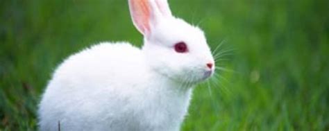 兔子的资料-兔子的资料,兔子,资料 - 早旭阅读
