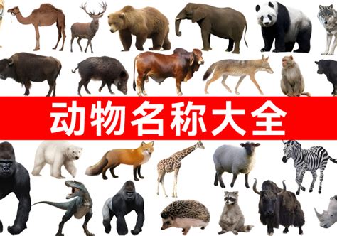各国代表性动物英文名称 ,各国代表的动物英文 - 英语复习网