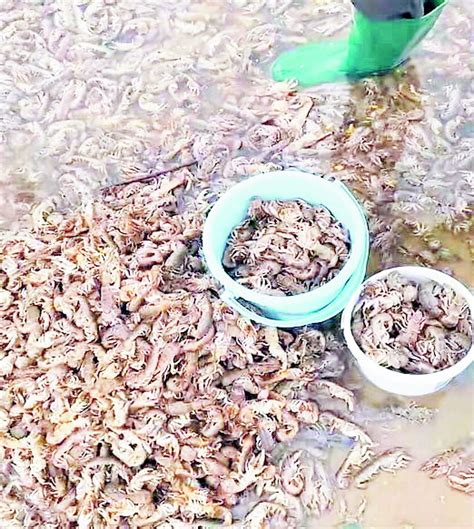 鲁中晨报--2022/10/12--博览周刊--什么原因导致海肠虾蟹聚集烟台海滩