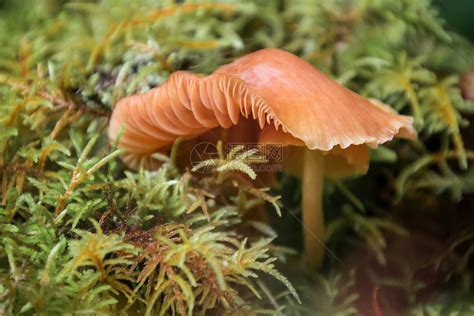 野生红蘑菇图片 - 站长素材