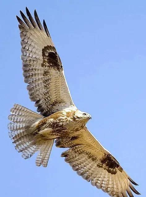 世界上最大的鹰, 长达8米, 天空中无敌!