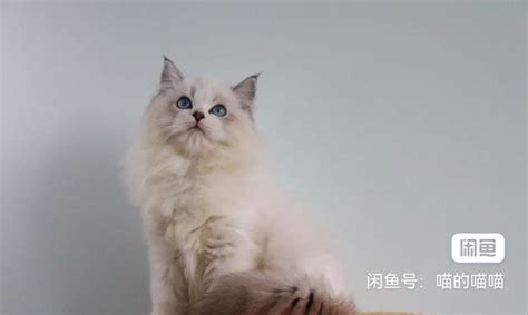布偶猫的另外一个名字,布偶猫有仙气的名字,布偶猫招财的名字_大山谷图库