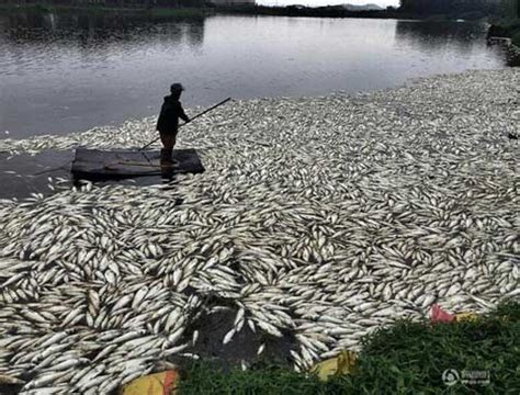 68斤“鱼王”亮相！尝鱼味、品鱼趣，干塘节让你有不一样的丰收-杭州新闻中心-杭州网