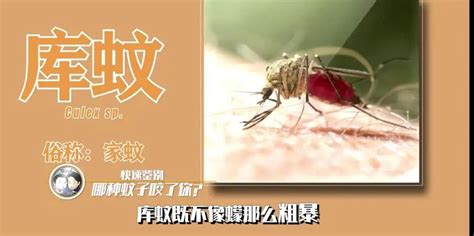 身上有类似蚊子包很痒怎么办-京东健康