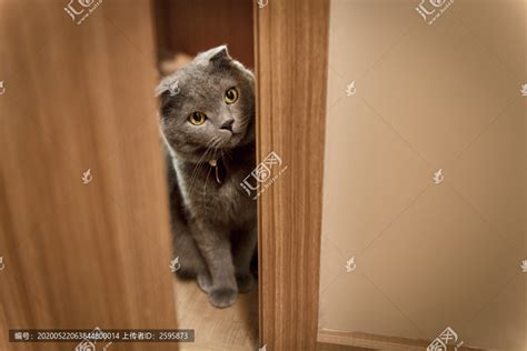 宠物门猫洞狗门洞可控制自由进出宠物双向门厚款室内猫狗用品-阿里巴巴