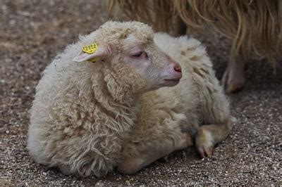 麸皮喂羊的危害有哪些？若不能合理搭配，养殖户利益受损