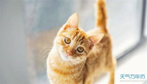 适合橘猫的可爱名字-橙色的猫咪取什么名字可爱-酷派宠物网