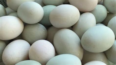 鸭蛋的营养价值及功效与作用禁忌人群-鸡蛋鸭蛋鹅蛋哪个更有营养有什么区别