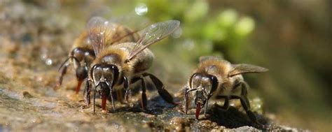 蜜蜂采蜜全过程视频 - 养蜂视频 - 酷蜜蜂