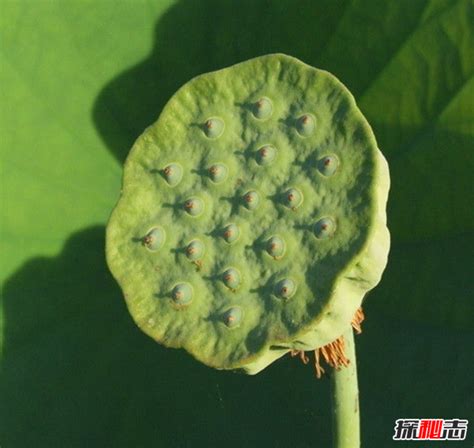 千年古莲重绽颜-中国科学院植物研究所