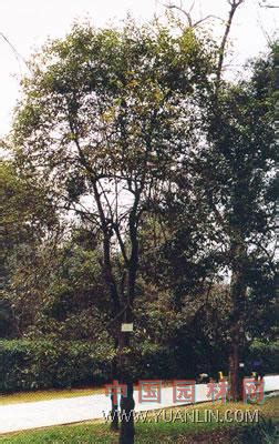 四川的乡下，这种植物叫栎树，树上结的栎果，小孩当成“陀螺”玩|栎树|橡子|陀螺_新浪新闻