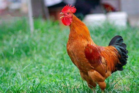 10多斤的大公鸡是什么品种，公鸡和母鸡有什么区别-农百科