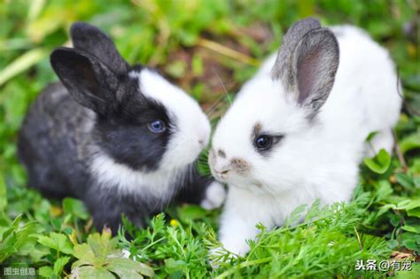 什么品种的兔子适合当宠物（宠物兔品种及图片） - 胖萌舍宠物网