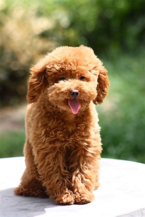 泰迪犬什么颜色最贵 2018泰迪最漂亮造型图_泰迪 - 养宠客