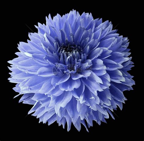 蓝色大丽花在带有剪切路径的黑色孤立背景上的花对于设计高清图片下载-正版图片504152188-摄图网