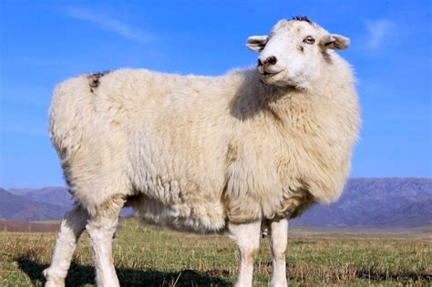 要母羊多产羊羔一胎多仔提高母羊繁殖率的办法