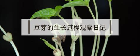 绿豆发芽对比实验观察日记(杨璐宁)-小学科学教学网