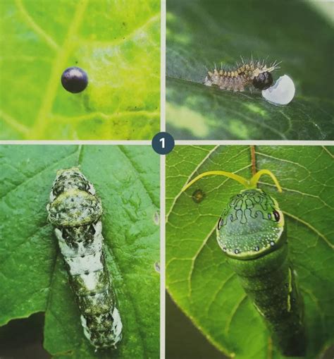 人们通常会借助于哪种昆虫对湿地水质进行监测（该种动物的有什么特点）_第一生活网