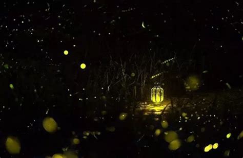 萤火虫-森林里的精灵|摄影|生态|sooper - 原创作品 - 站酷 (ZCOOL)