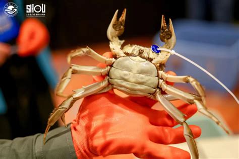 全国河蟹大赛在沪决出新一年“蟹王”“蟹后”-新华网