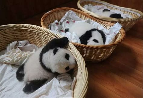 中国大熊猫，在美国顺利产下3只熊猫后，18岁时再生双胞胎！
