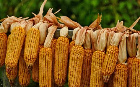2020年6月玉米市场供需形势分析：国内玉米价格持续上涨-中商情报网