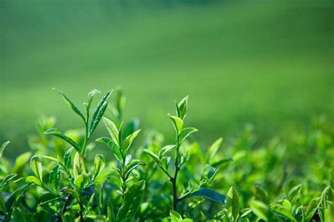 绿茶泡茶技术三要素- 紫砂知识 - 美壶网