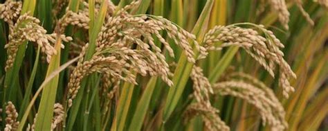 杂交水稻对中国和世界的贡献，杂交水稻和普通水稻有什么区别-农百科