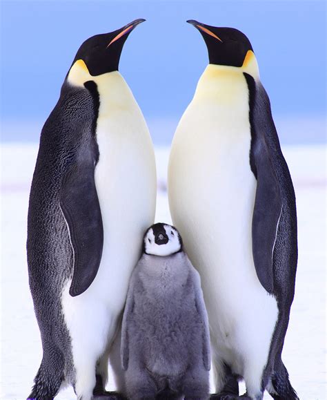 神奇动物在哪里——南极企鹅图鉴