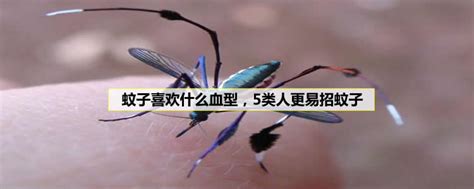 蚊子喜欢什么血型，5类人更易招蚊子- 参考经验网