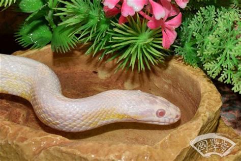 蛇鞭菊图片 - 花百科