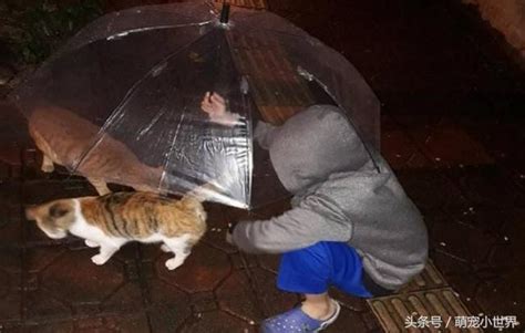 8岁男孩帮流浪猫撑伞喂饭，网友大赞：这孩子生命教育100分！