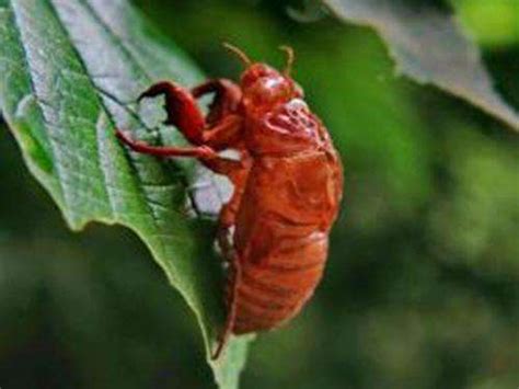 蝉蛹是怎么形成的 由幼虫蜕化而来_蝉蛹_知识百科-中国美容美体网
