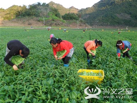 黔西南义龙新区种植4万亩蔬菜助推产业扶贫（图文） - 义龙