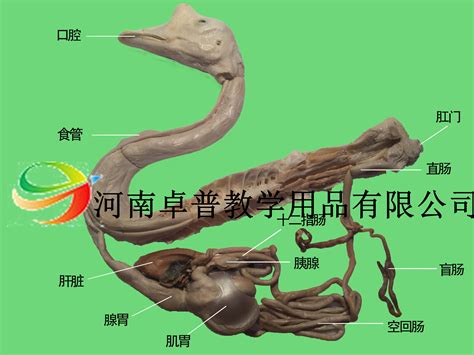 解剖标本（鹅消化系统）-解剖（骨骼）标本-河南卓普教学用品有限公司