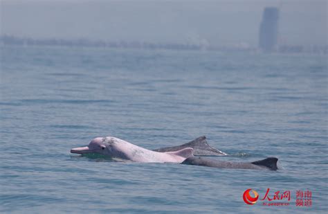 “第六届中华白海豚保护宣传日”活动在汕头南澳启动