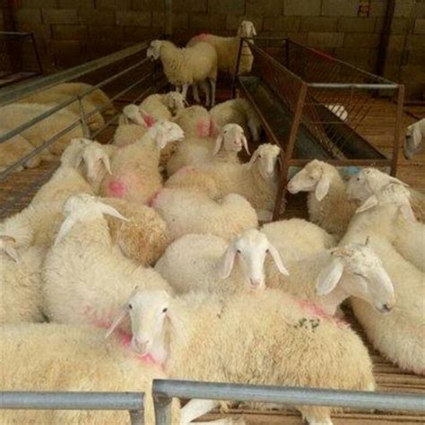 山东努比亚黑山羊山羊价格-黑山羊养殖场羊苗价格 山东菏泽 努比亚黑山羊-食品商务网