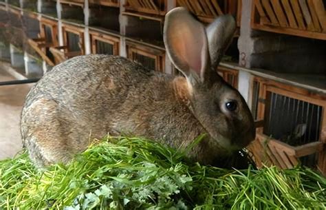 兔子饲养方法、兔子养殖的五个要点！ - 养兔 - 蛇农网