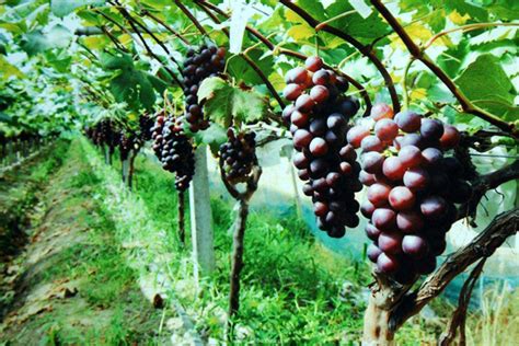 中国种植葡萄始于 - 鲜淘网