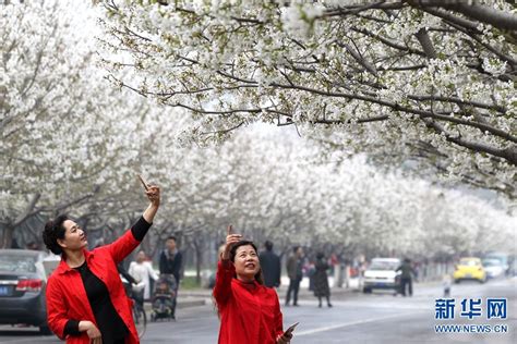 贵州平坝：樱花盛开春意浓-人民图片网