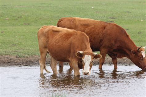 利木赞牛品种简介-引进的法国肉牛品种,利木赞牛养殖技术管理及品种特点 - 江西养牛人博客