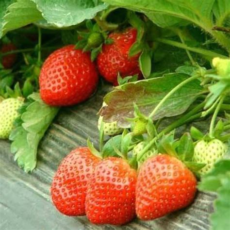 江苏省连云港市灌南县草莓良种新型草莓苗红宝石草莓苗公司