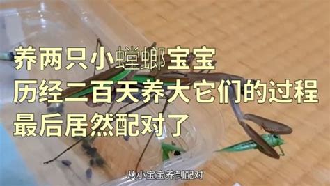 一只绿螳螂养着另一只悬挂的昆虫高清摄影大图-千库网