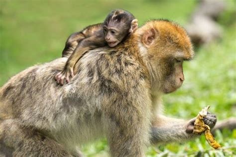 80年属猴一生有几次婚姻 -属猴-生肖网