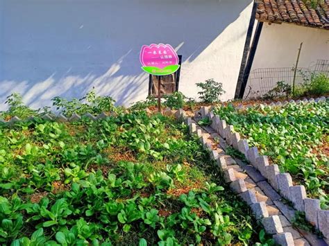 庭院种菜 | 零基础一米菜园打造手册_梅尔·巴塞洛缪