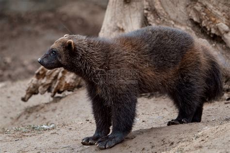 户外动物群凶猛的西伯利亚狼古洛自然高清图片下载-正版图片307686359-摄图网