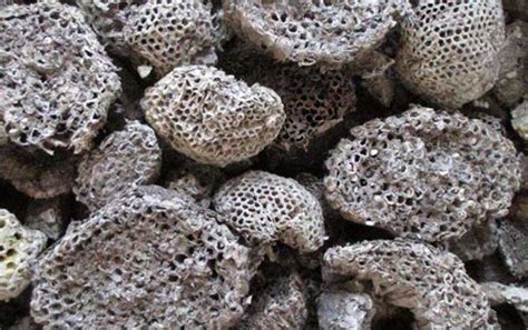 蜂房的功效与作用及禁忌 - 蜂巢 - 酷蜜蜂