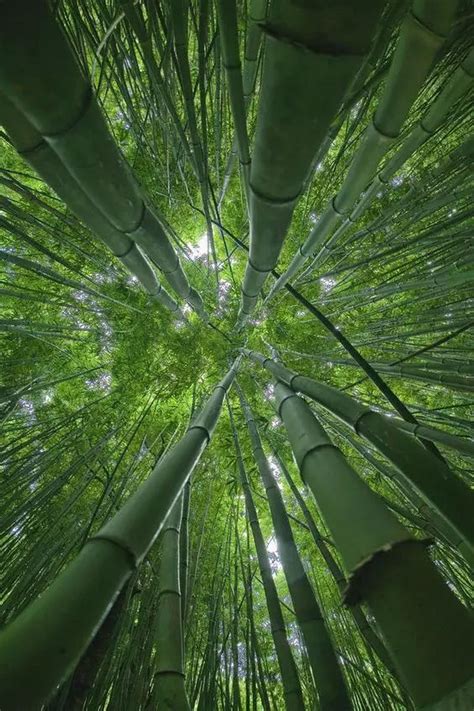 四君子之竹-绿宝园林网