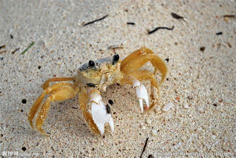 海螃蟹品种图解,螃蟹名称和图片,海里的螃蟹_大山谷图库